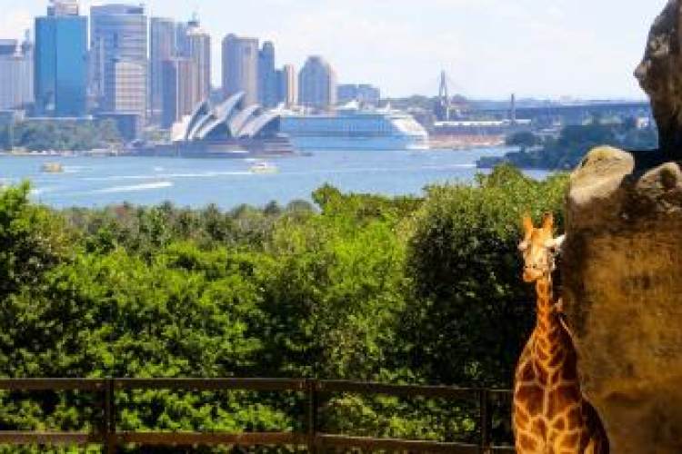 【阳光之旅】深往港返澳洲大堡礁4飞8日5晚跟团游、悉尼歌剧院、悉尼大学、黄金海岸、绿岛大堡礁、赠送与考拉合影 【阳光之旅】深往港返澳洲大堡礁4飞8日5晚跟团游、悉尼歌剧院、悉尼大学、黄金海岸、绿岛大堡礁、赠送与考拉合影